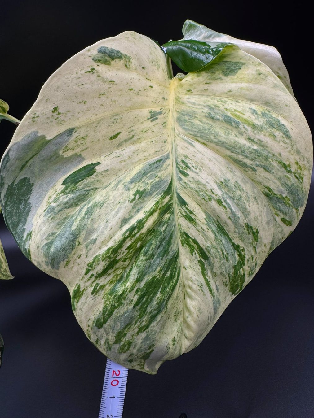 Piante & sementi: Epipremnum aureum 'Manjula' – Nuovo (secondo la descrizione) da Bühler venduto da googelibear 2