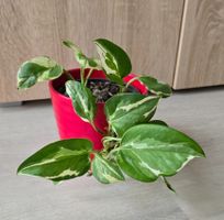 🌱🌿Efeutute 'N-Joy' im Topf, Zimmerpflanze