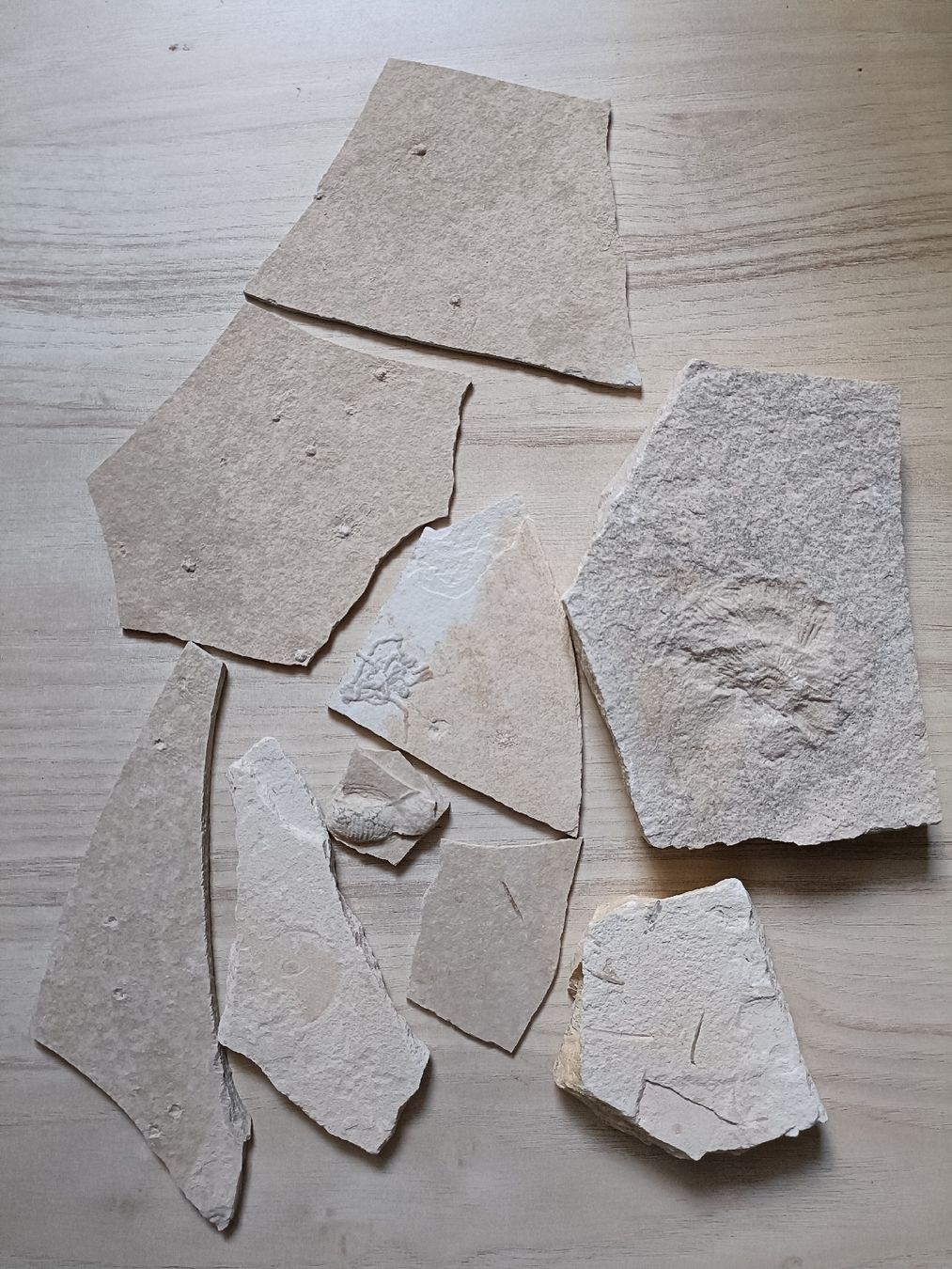 Fossili: Fossilien Sammlung von Solnhofen, DE – Usato da Baden venduto da mar_zhd9