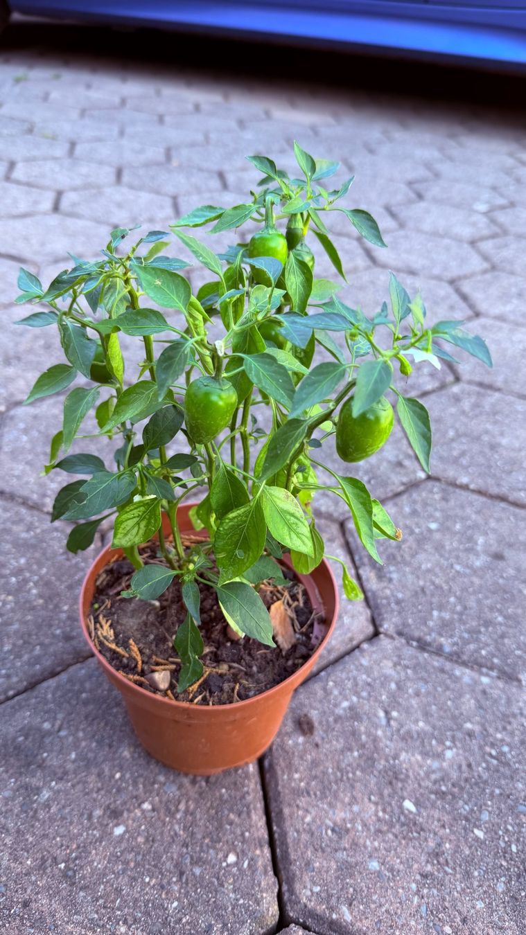 Piante & sementi: Kirschpaprika - Pflanze! – Nuovo (secondo la descrizione) da Steffisburg venduto da Petroselium