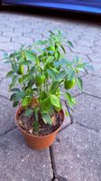 Kirschpaprika - Pflanze!