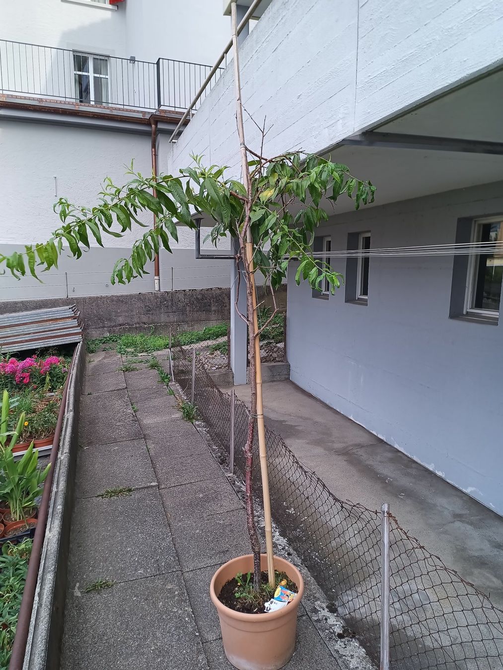 Plantes & graines: Aromatischer 🍑 1.60 hoch – D'occasion à Zug par SirGoldFish 1