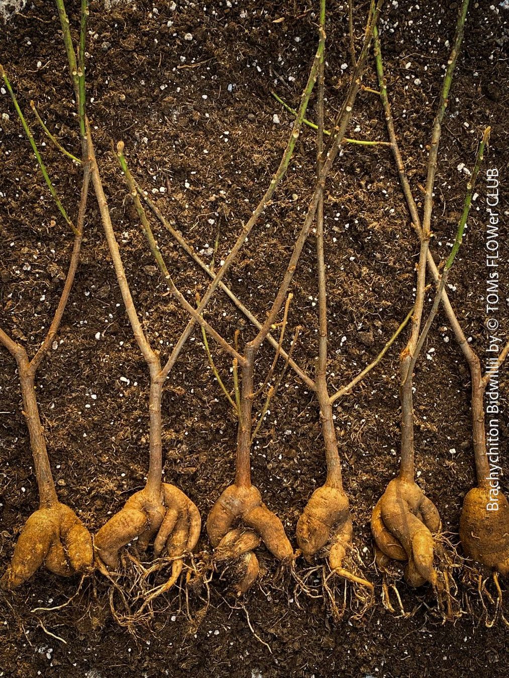 Plantes & graines: Brachychiton Bidwillii - australischer Flaschenbaum – Neuf avec emballage d'origine à Adliswil par astom369 2