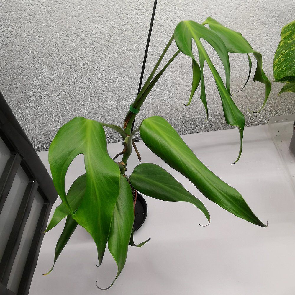 Plantes & graines: Monstera Burle Marx Flame – Neuf (Voir description) à Walenstadt par vkt_qc8d 2