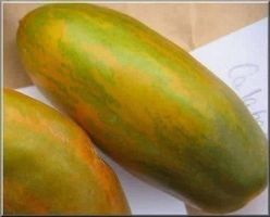 TOMATE GREEN SAUSAGE ! RARE ! 5g