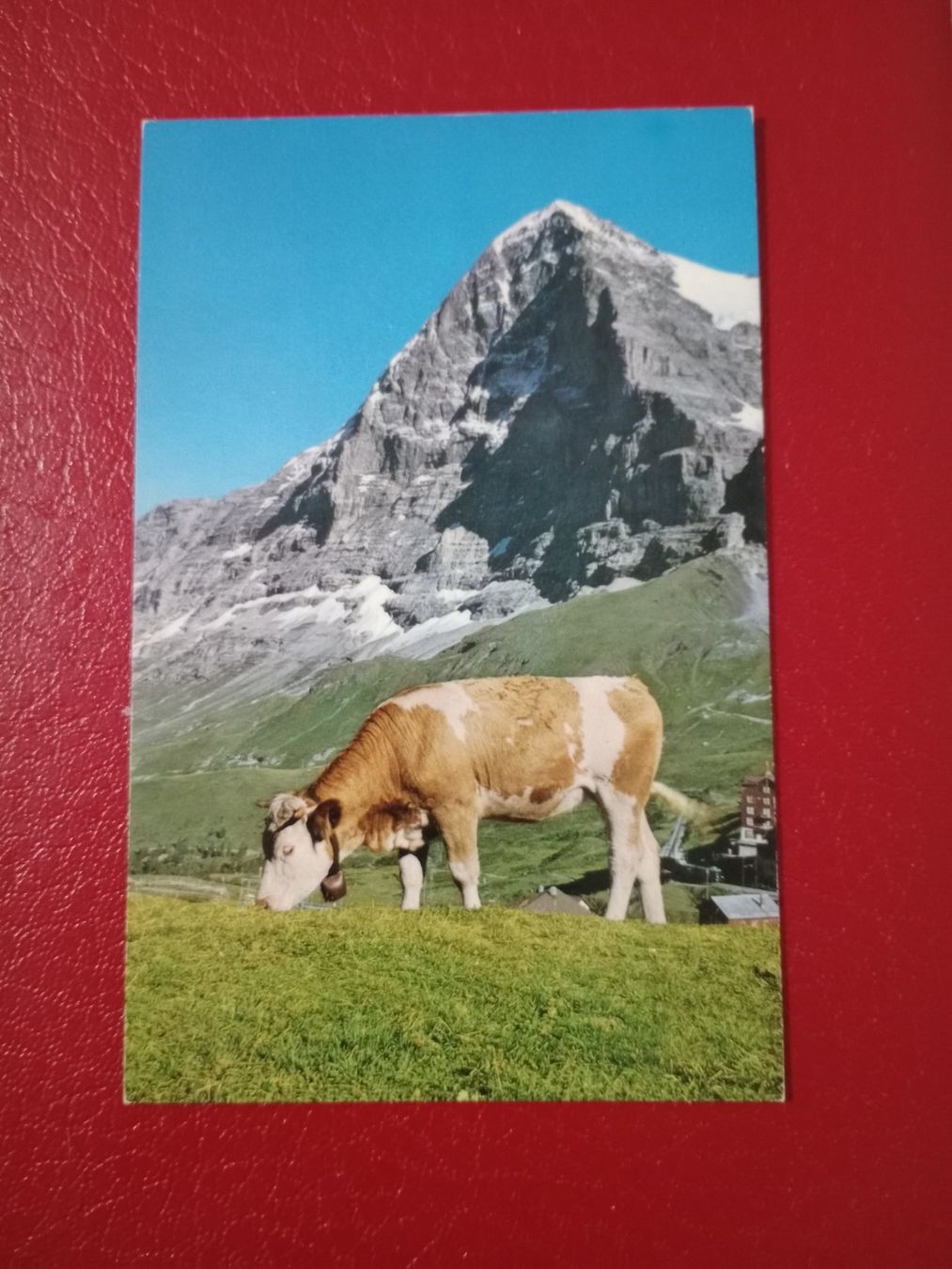 Ansichtskarten: Kleine Scheidegg Bern Kuh Eiger (958) – Gebraucht aus Küttigen von Melisch1000