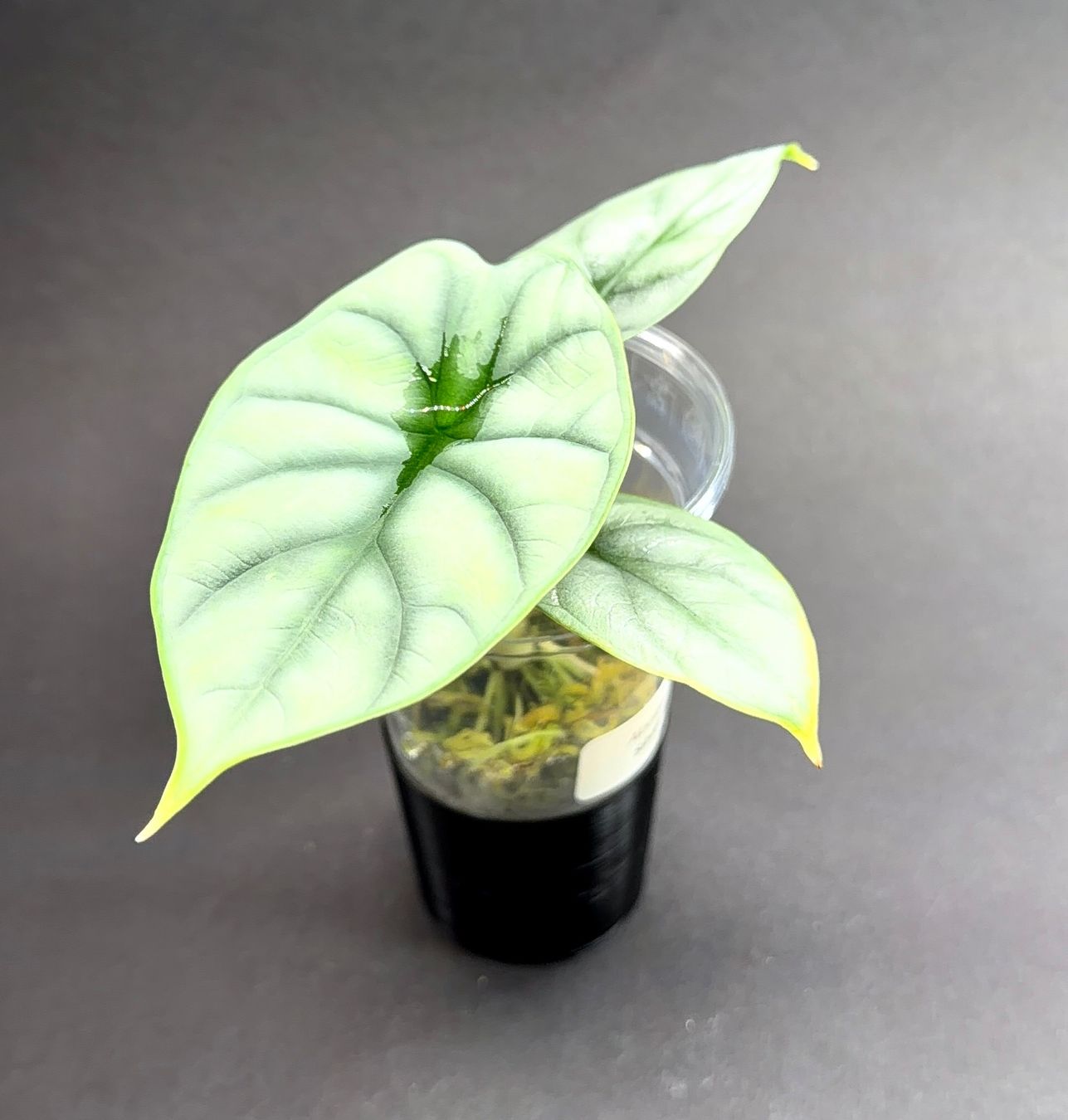 Piante & sementi: 🌿 Alocasia 'Silver Dragon' #1 – Usato da Zürich venduto da jpquast