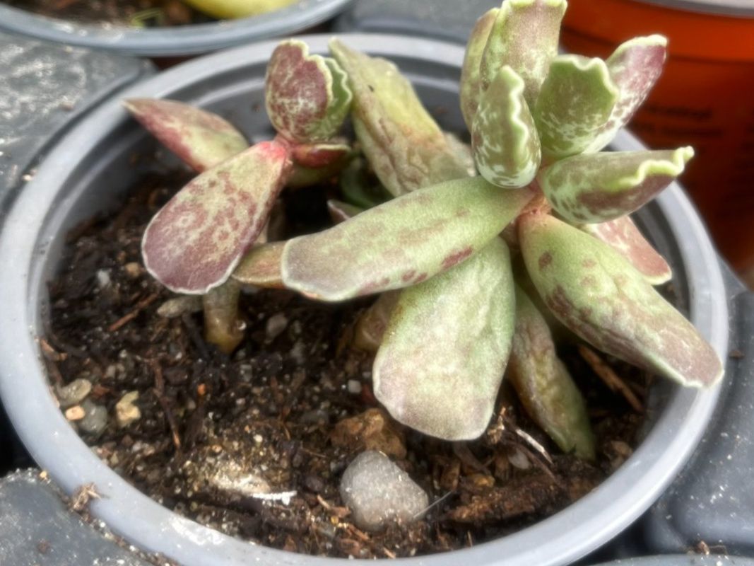 Pflanzen & Samen: Adromischus cooperi – Neu (gemäss Beschreibung) aus Vinelz von Wellensittich55 3