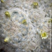 Mammillaria Plumosa - wie aus flauschigen Wolken gemacht