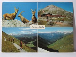 Berghaus Strelapass , Steinböcke 1984