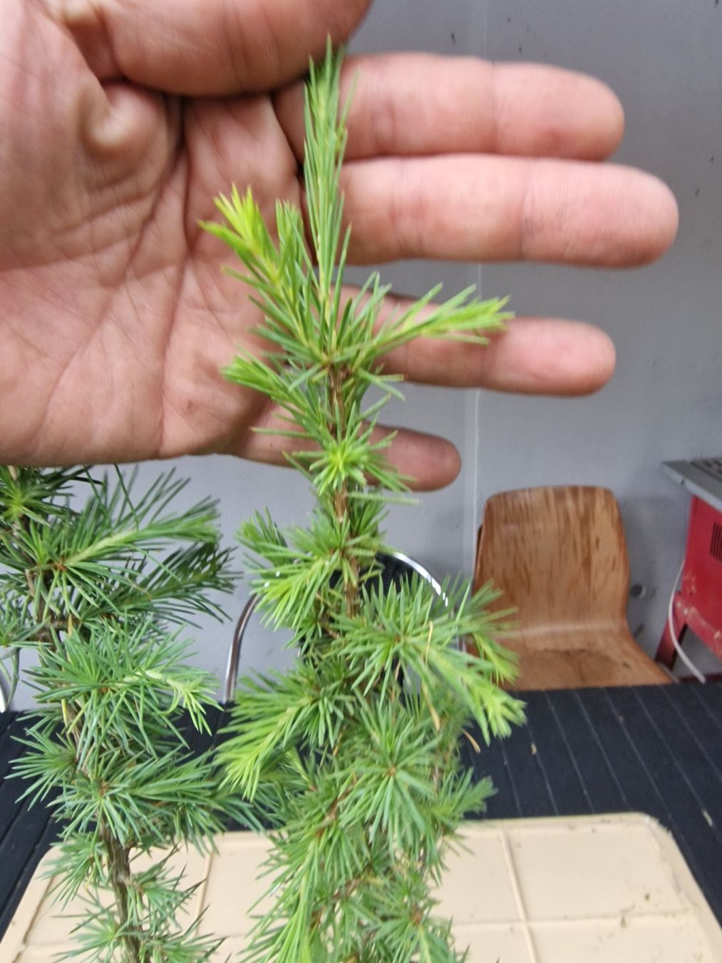Piante & sementi: Cedrus l. atlantica - Atlaszeder – Usato da Uerkheim venduto da Justi.y 2