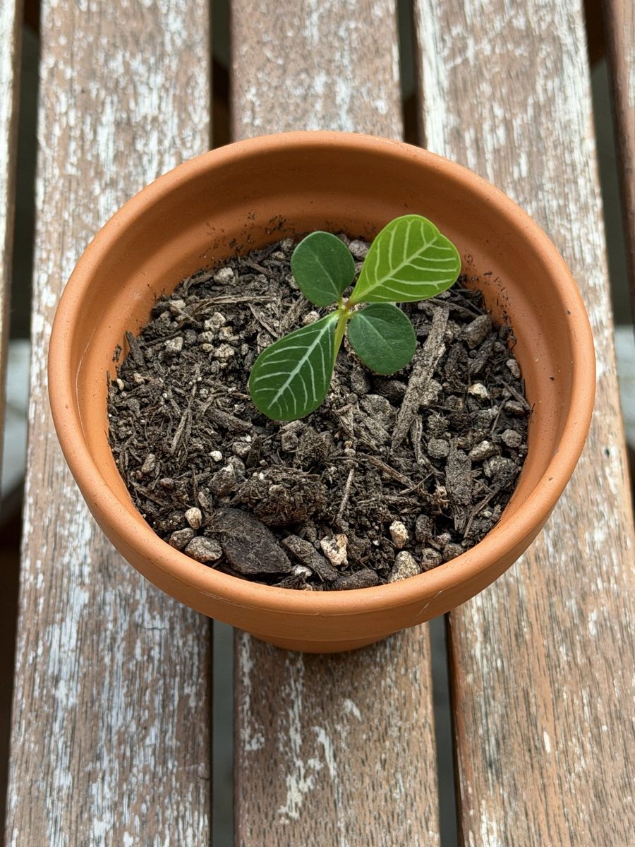 Piante & sementi: Mini-Spuckpalme Starter-Pflanze :) – Usato da Zürich venduto da Abatar 1