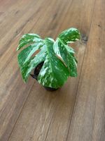 🤍Monstera albo Zimmerpflanze