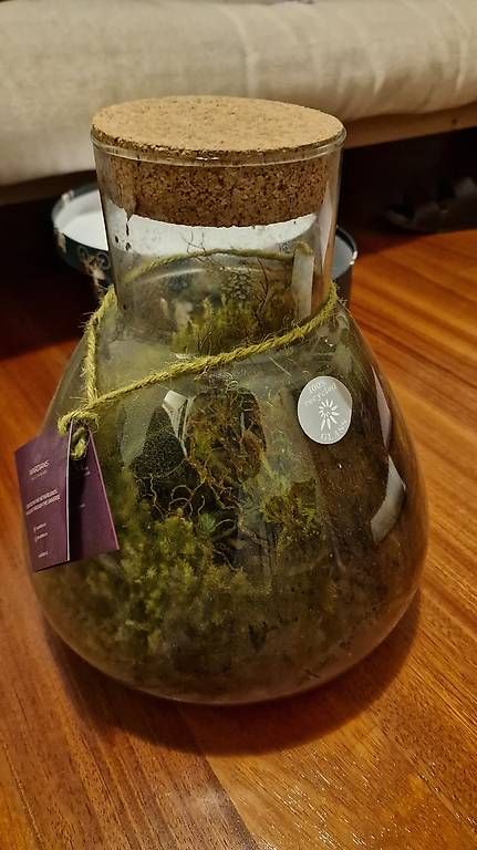 Lampade: Moos Terrarium Wardians – Usato da Meggen venduto da mar_rb27 1