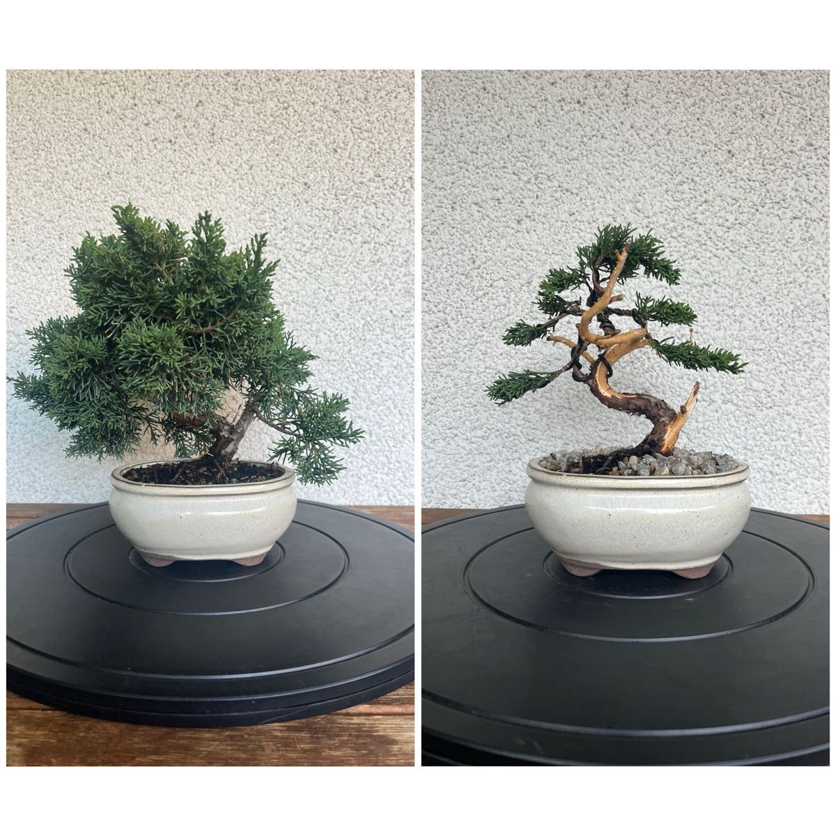 Plantes & graines: Wacholder Bonsai  – Neuf (Voir description) à Hettlingen par BonsaiNaturist.com 4