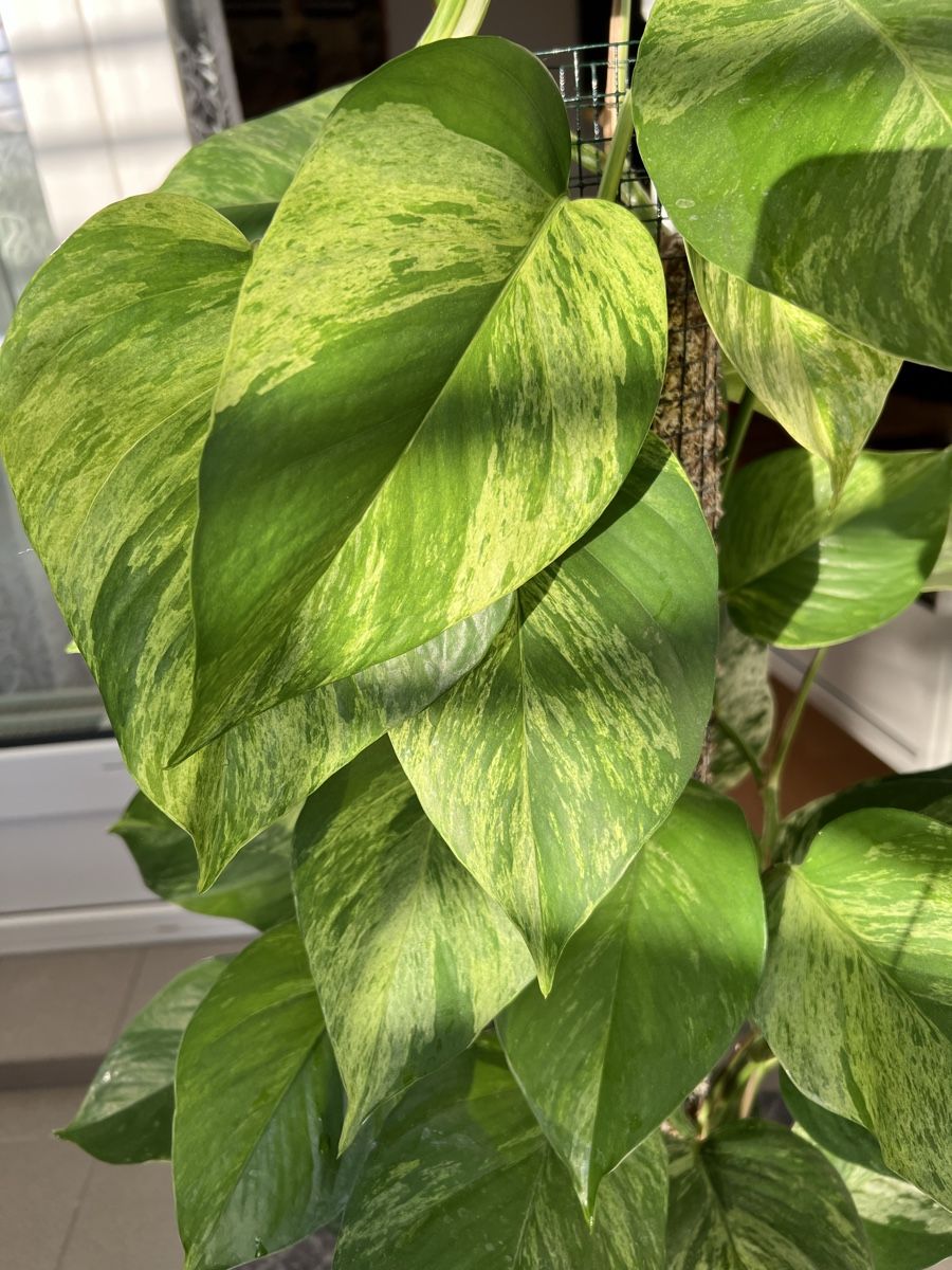 Piante & sementi: Marble Queen Pothos an der Moosstange – Usato da St. Gallen venduto da ome_g8v2 4