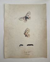 Schmetterling Buch lose Orig. Aquarell/Gouache 19.h 32x24cm