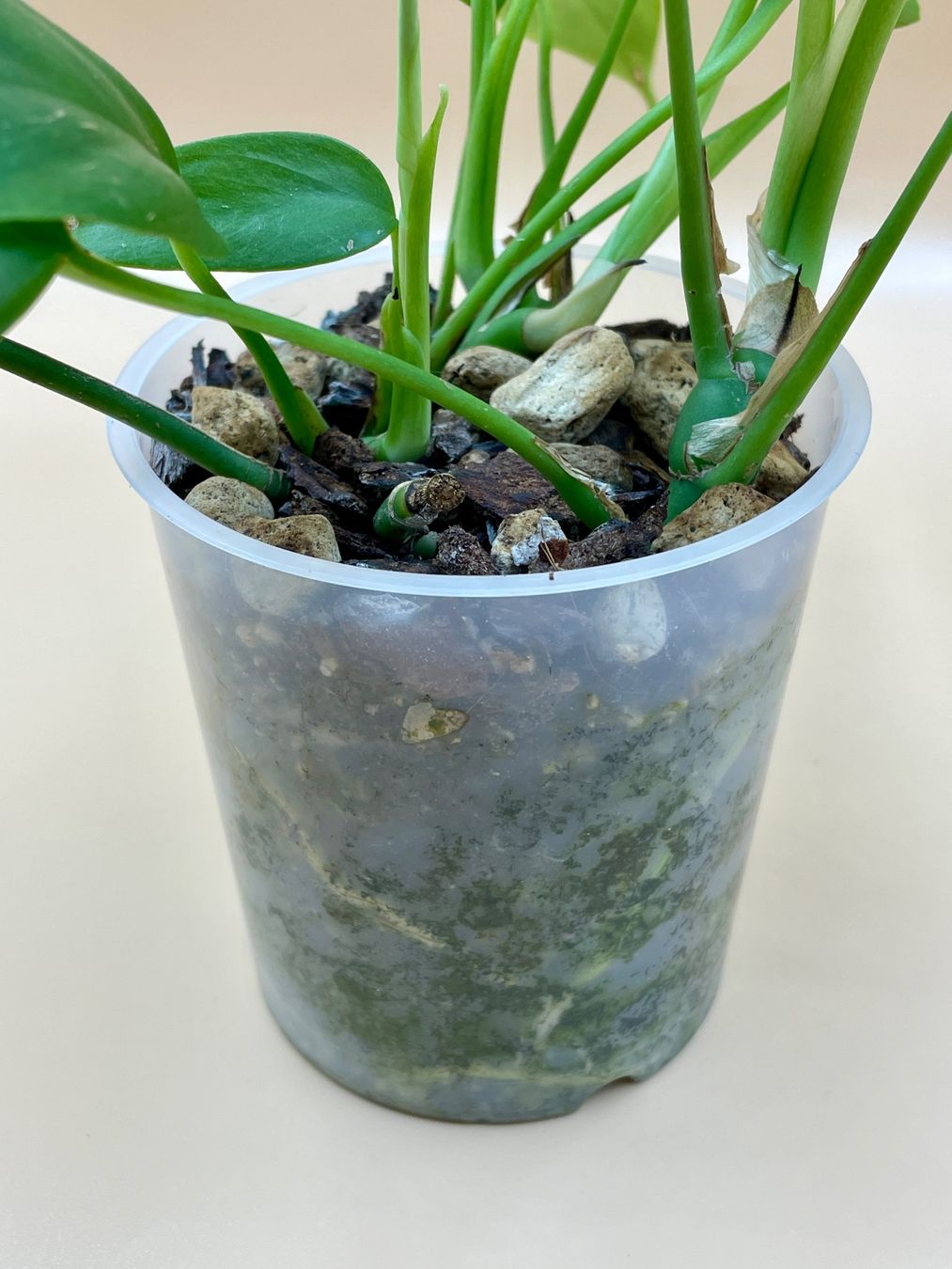 Piante & sementi: Raphidophora tetrasperma – Nuovo (secondo la descrizione) da Zürich venduto da Leafscape 2