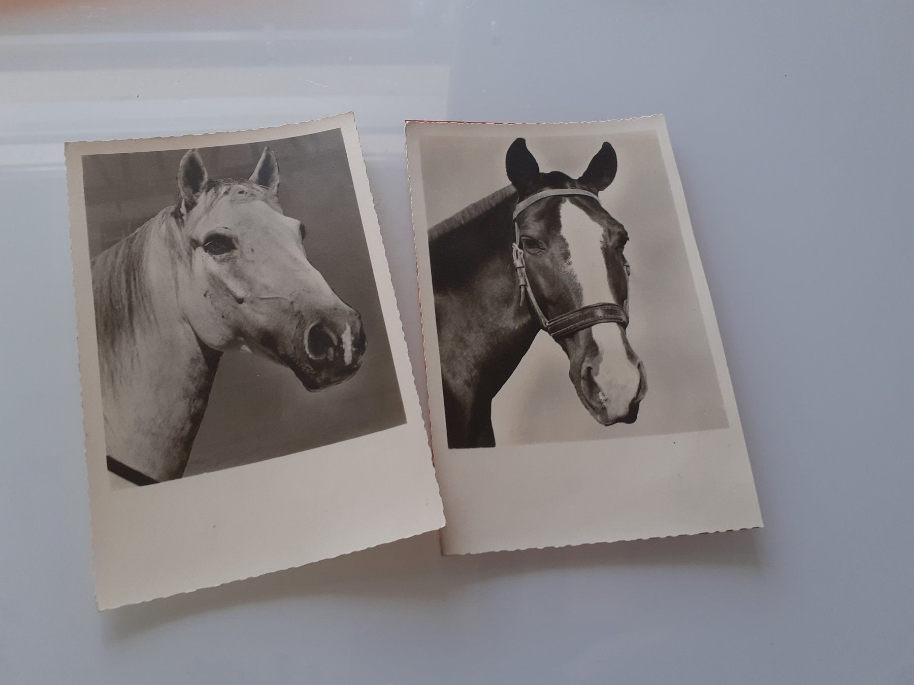 Poster & Bilder: PFERDE - SCHIMMEL und SCHECK – Gebraucht aus Winterthur von Ornyx7