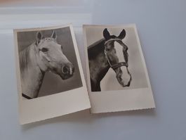 PFERDE - SCHIMMEL und SCHECK