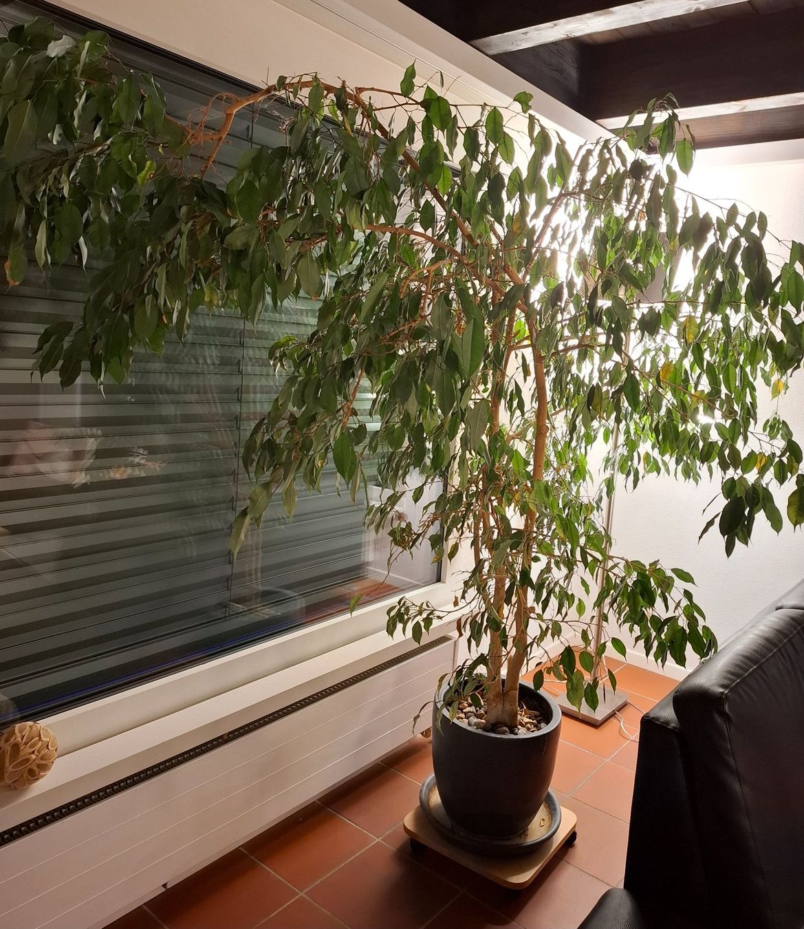 Piante & sementi: Ficus Pflanze 1.60 Meter hoch – Usato da Wattwil venduto da Holzwurm70