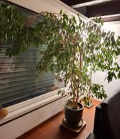 Ficus Pflanze 1.60 Meter hoch