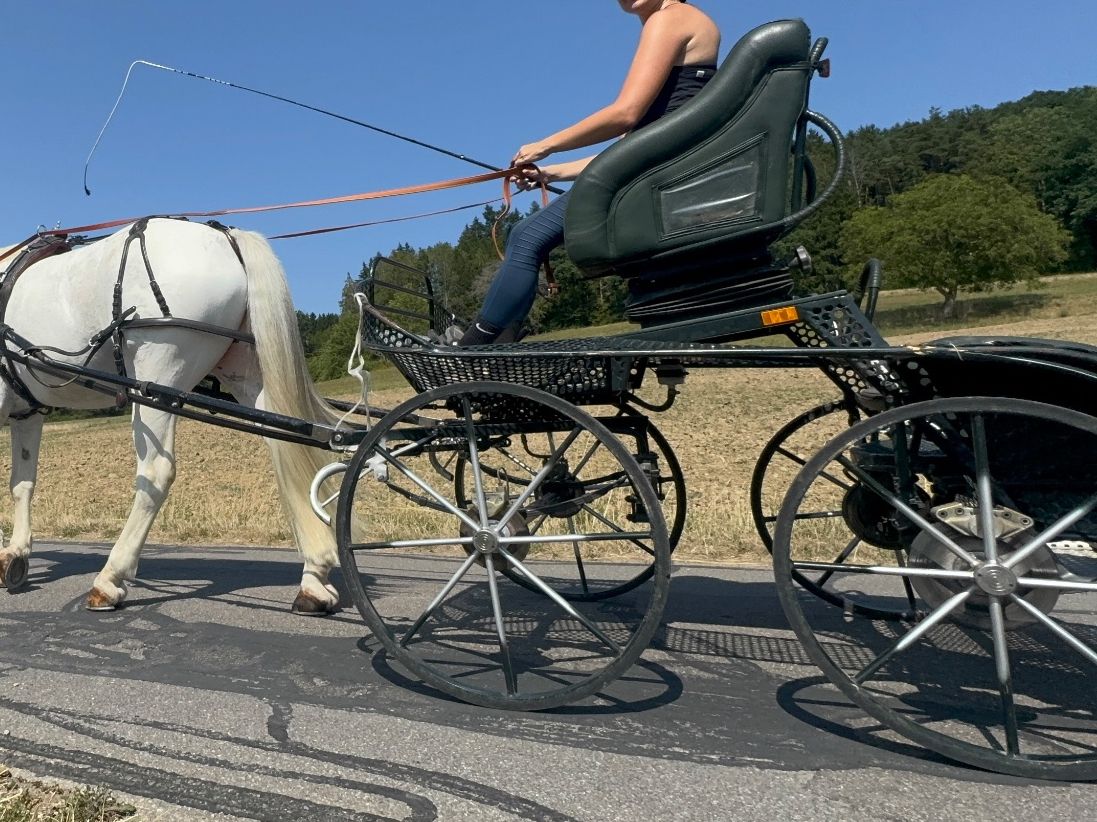 Carrozze: Schöner Einspänner Marathon wagen – Usato da Eglisau venduto da Jel_6bbms 5