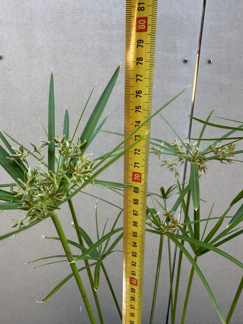 Plantes & graines: PAPYRUS STECKLING – D'occasion à Zürich par NIKI777 5