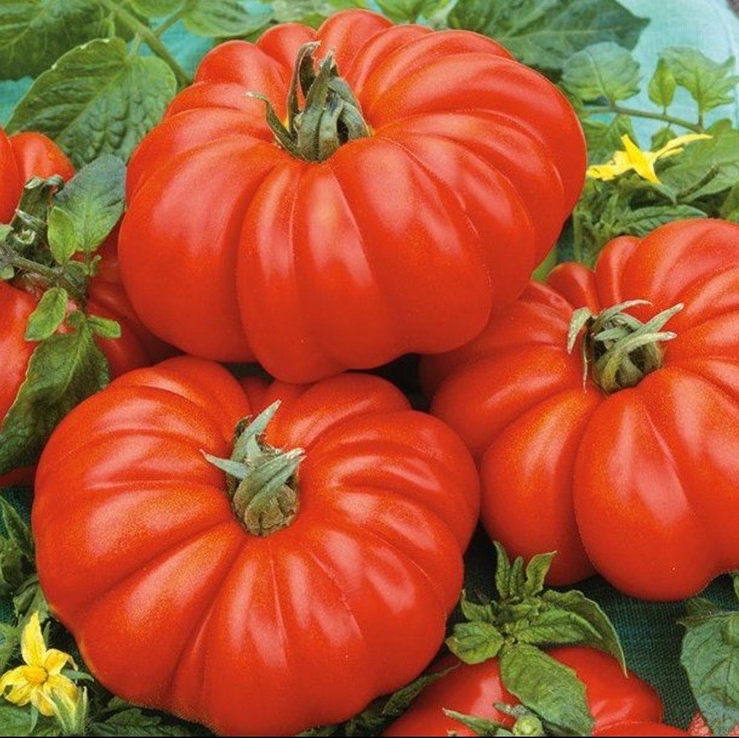 Piante & sementi: TOMATE Costoluto Fiorentino / 5 Samen – Nuovo (secondo la descrizione) da Kerzers venduto da kriszti0 1