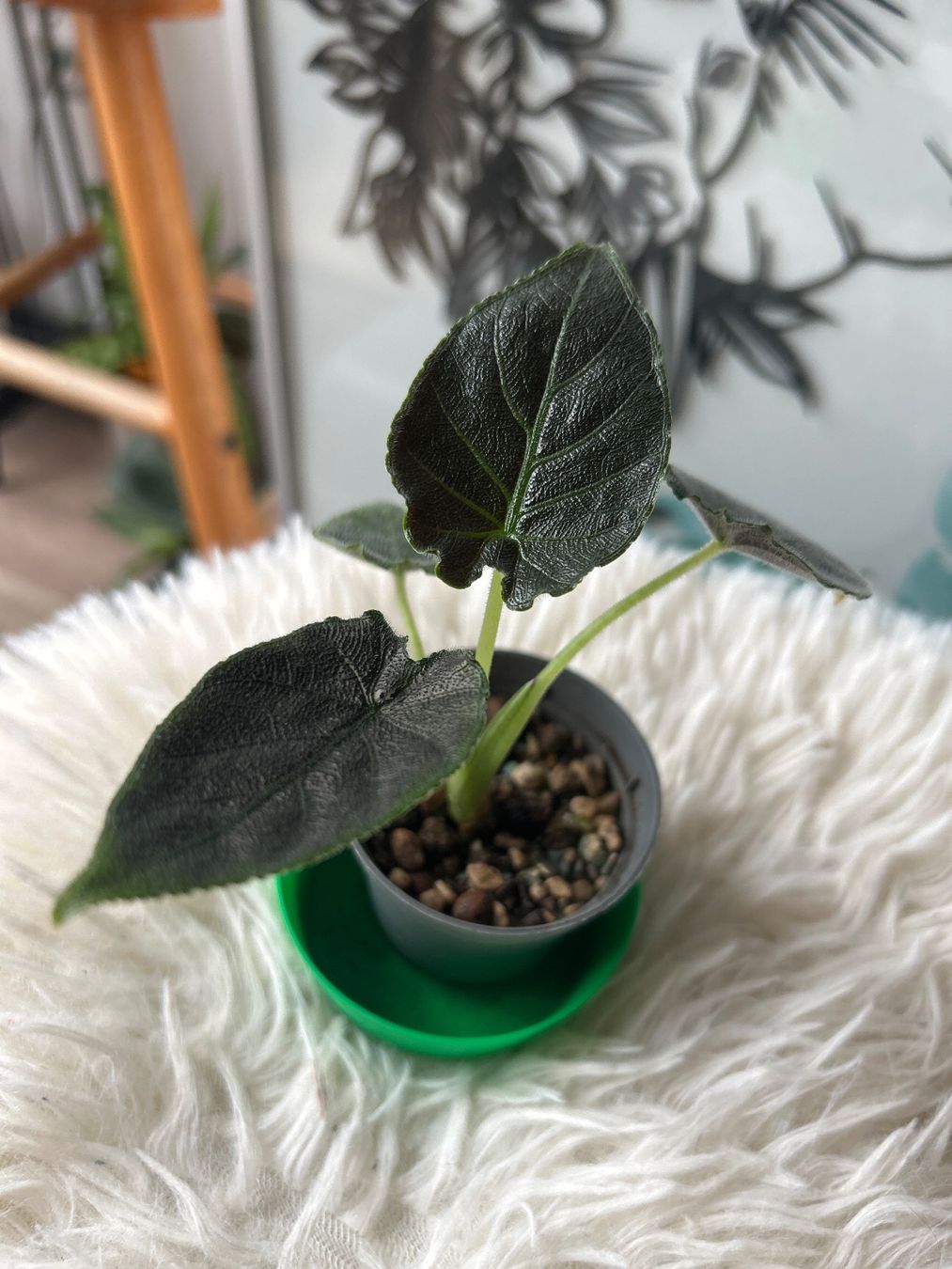 Piante & sementi: Alocasia Antoro Velvet – Nuovo (secondo la descrizione) da Scherzingen venduto da Elefantenohr.ch 1