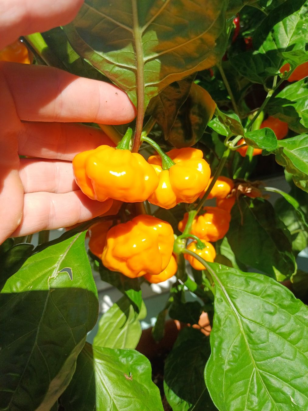 Piante & sementi: "Scotch Bonnet" Chili Kompakt Samen – Usato da Neftenbach venduto da QuiQuo 1