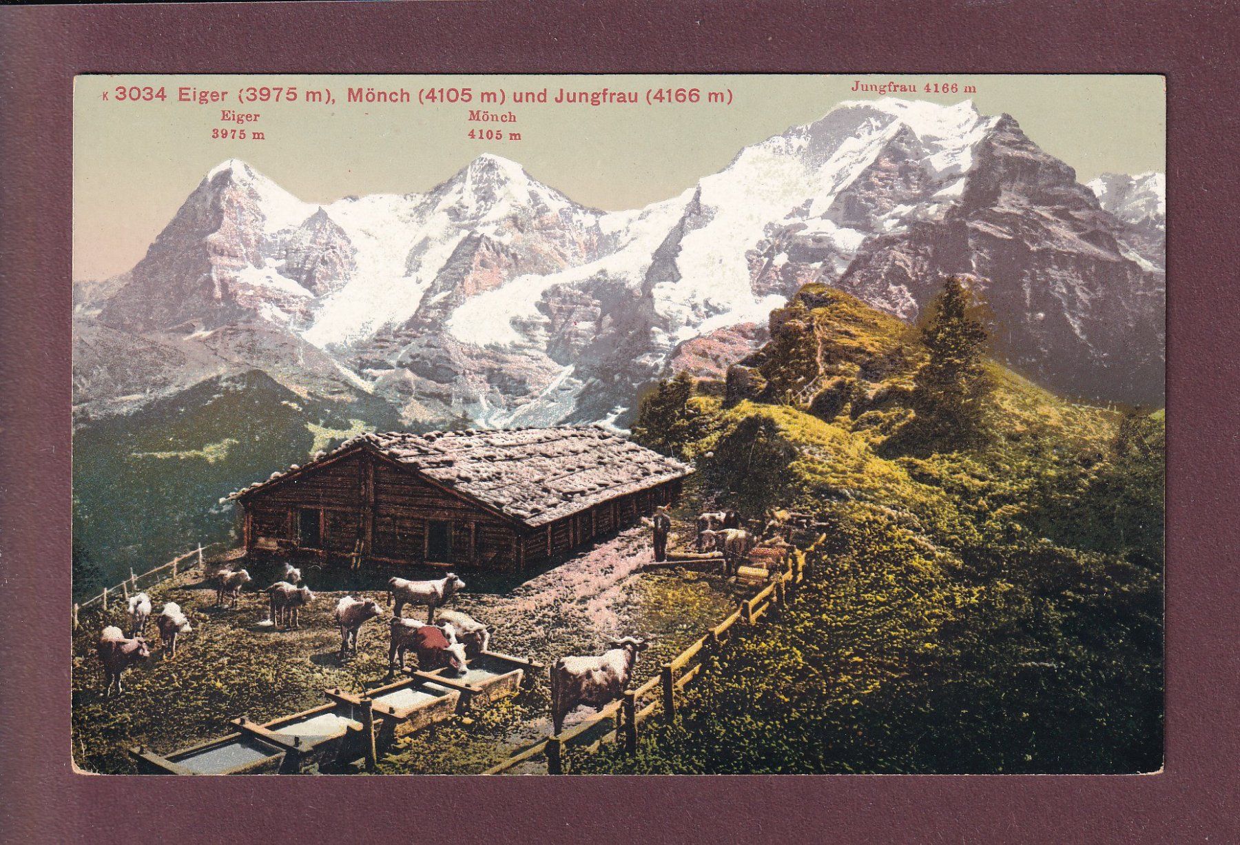 Cartoline postali: EIGER, MÖNCH und JUNGFRAU - Kühe – Usato da Pully venduto da nicecards