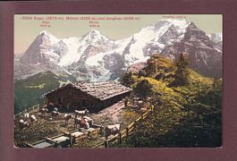 EIGER, MÖNCH und JUNGFRAU - Kühe