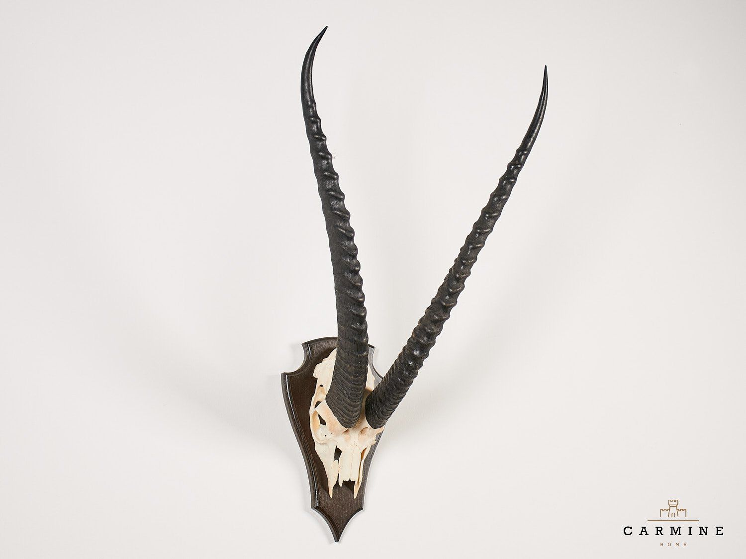 Sonstiges zum Sammeln & Seltenes: Antilopen Trophäe Afrika - Original Jagdtrophäe – Gebraucht aus Ostermundigen von CarmineHome 1