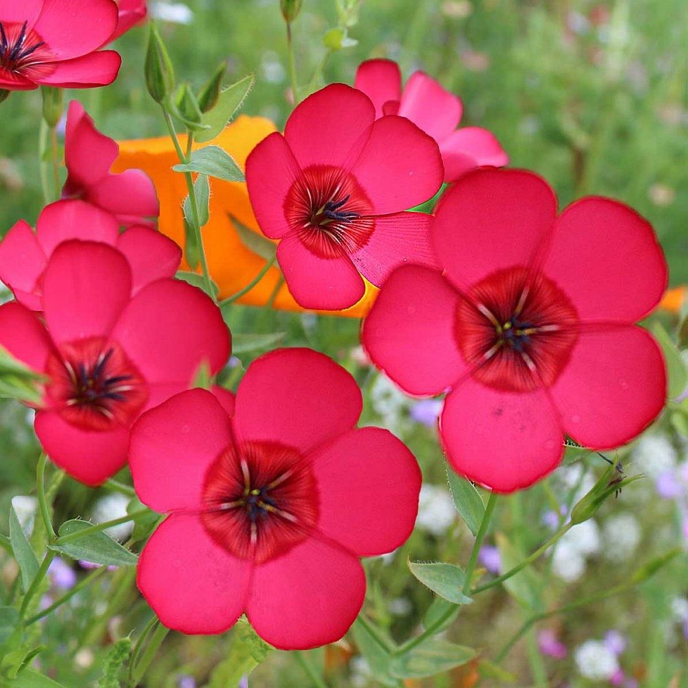 Piante & sementi: 200 Lein Samen LINUM RUBRUM – Nuovo (secondo la descrizione) da Ehrendingen venduto da VerveinaSamen 9