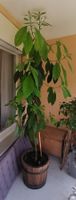 Avocado Pflanze im Topf, ca. 2 Meter hoch, gesund