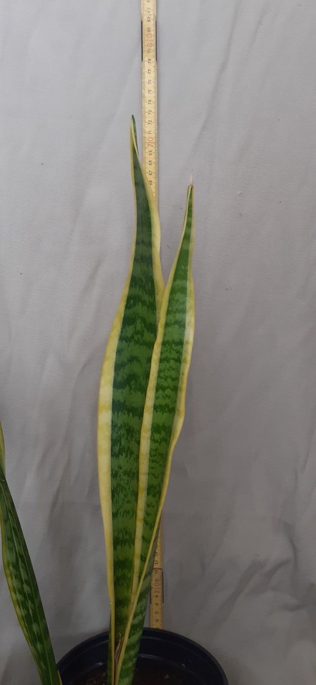 Pflanzen & Samen: Bogenhanf Sansevieria Grösse ca. 70cm, Ableger ca.1 Jahr alt – Neu (gemäss Beschreibung) aus Kilchberg ZH von hobbysale01 3