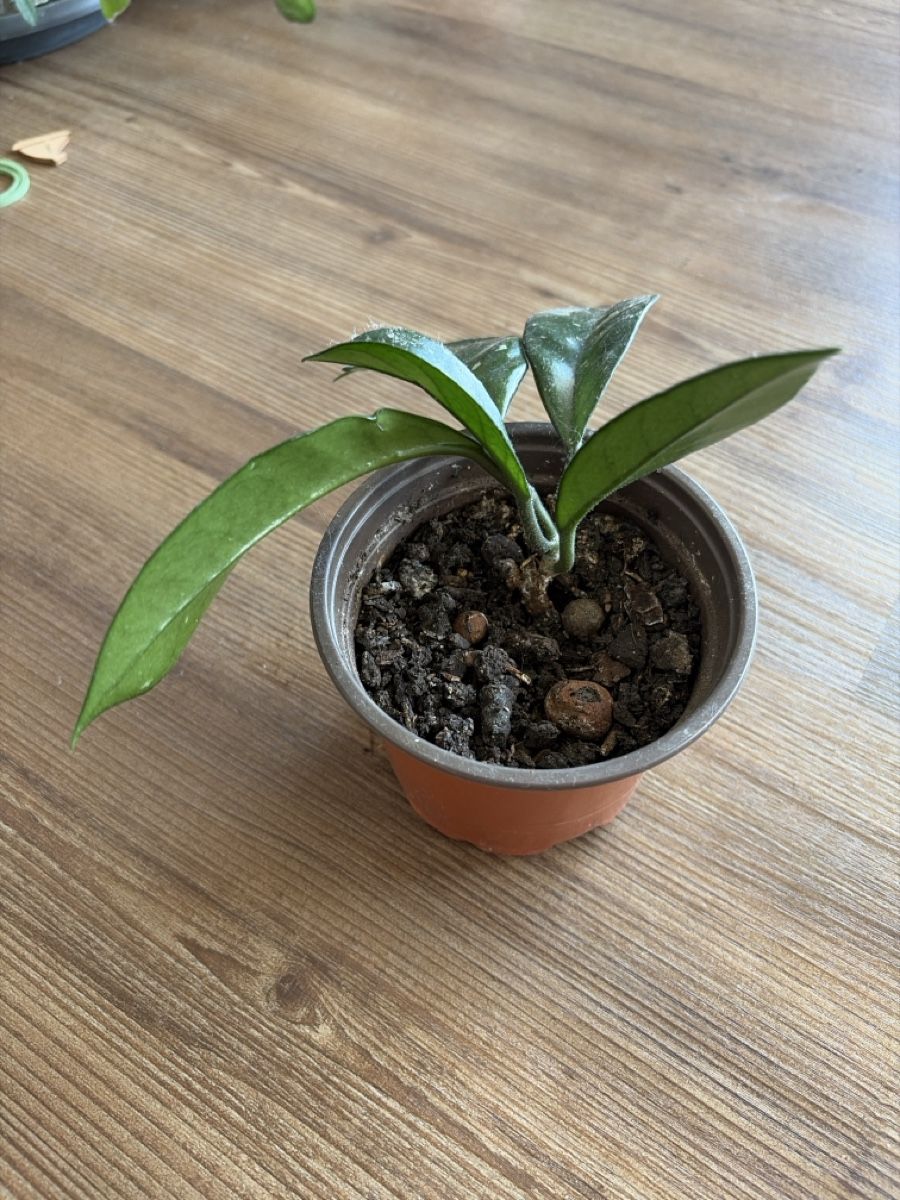 Piante & sementi: Hoya Carnosa  – Usato da Opfershofen TG venduto da dan_nxk8 2