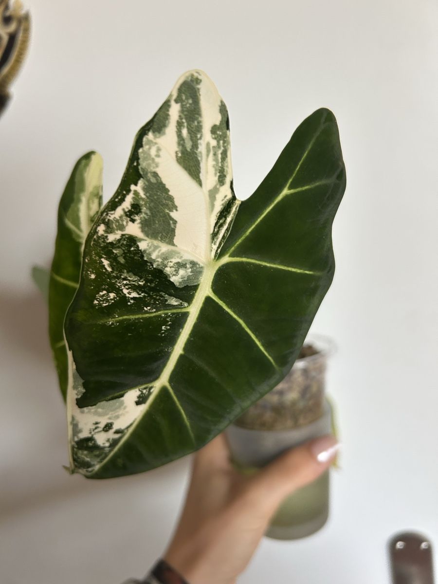Piante & sementi: Alocasia Frydek Variegata – Nuovo e nell'imballaggio originale da Küssnacht am Rigi venduto da ariane281997 2