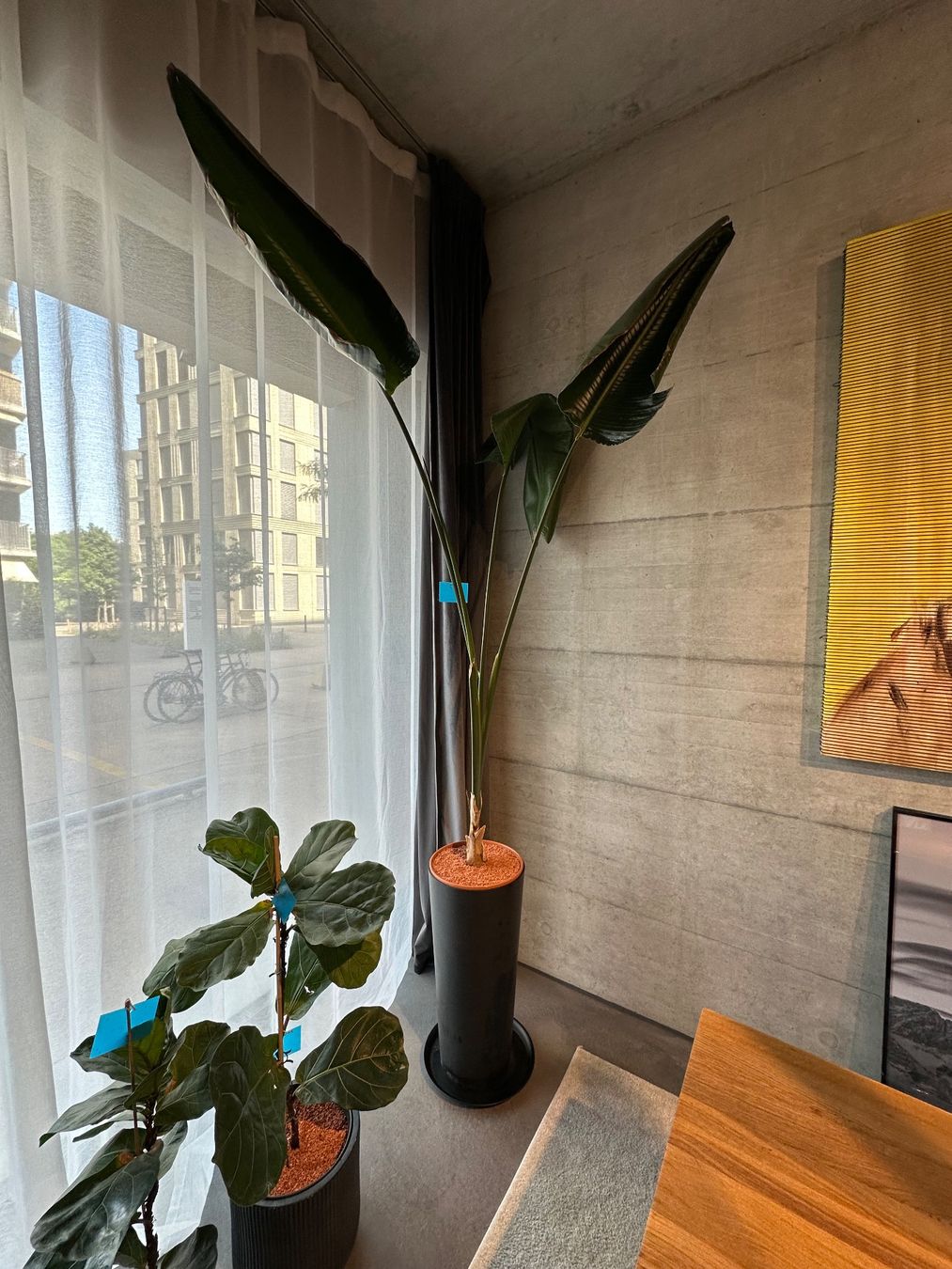 Vasi per fiori: Pflanzentopf Ecopots 70x31cm – Usato da Zürich venduto da fra_6fph