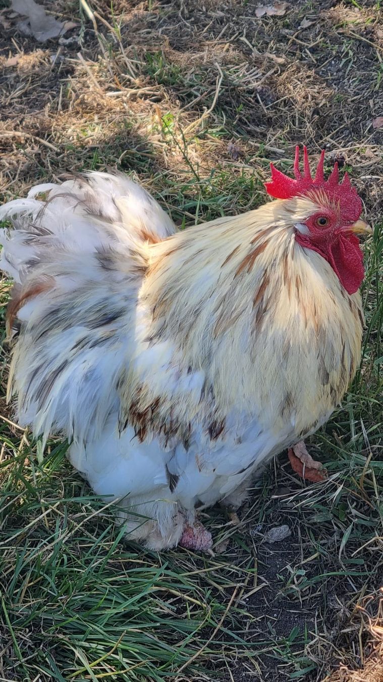 Käfige, Transport & Sicherheit: Coq pékin contre bons soins – Gebraucht aus Vaulion von mjg_6ndl
