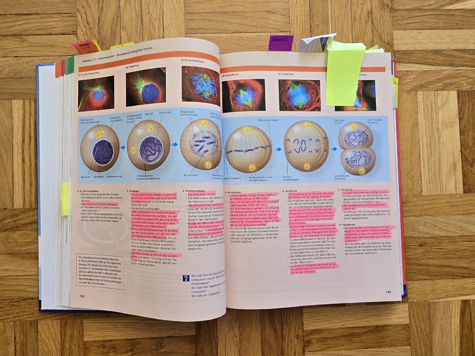 Libri: Campbell Biologie Buch Gymnasium – Usato da Rabius venduto da sar_r7ls 3