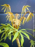 Fatsia Polycarpa - seltene  taiwanesische Fatsia für Dich