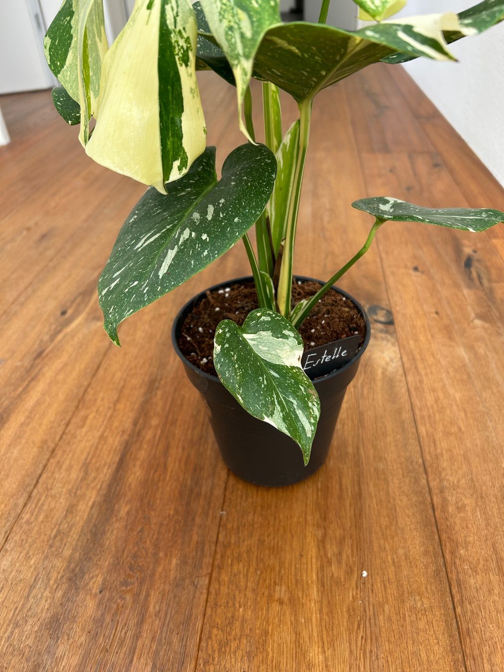 Pflanzen & Samen: Monstera Thai Constellation💚 – Gebraucht aus Wattwil von Mikesplantshop 3