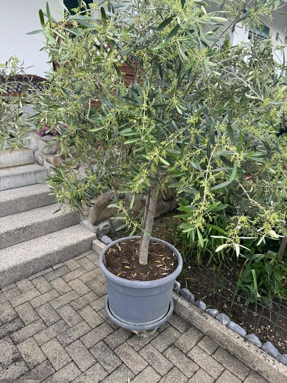 Olivenbaum im Topf, winterhart für den Garten oder Balkon. Kaufen auf