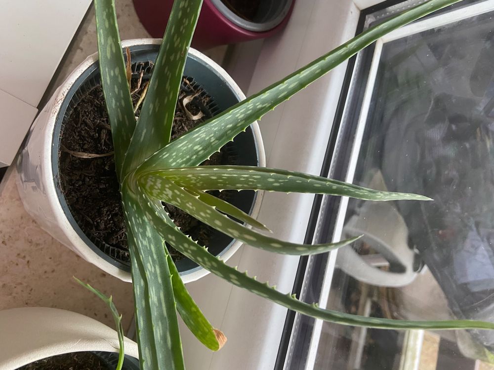 Aloe Vere Pflanzen mit Übertopf (Gebraucht) in Basel für CHF 10 – nur ...