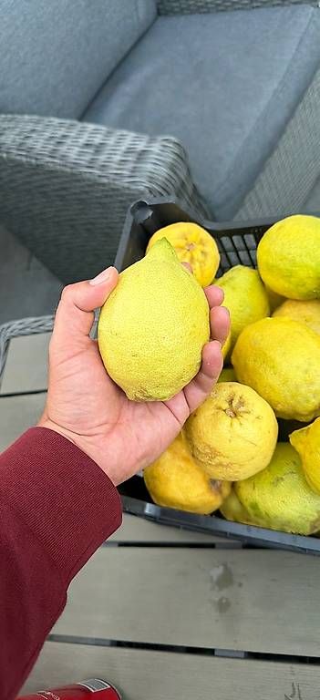 Pflanzen & Samen: Amalfi Zitronen  – Neu und originalverpackt aus Rebstein von abr_slg8 1