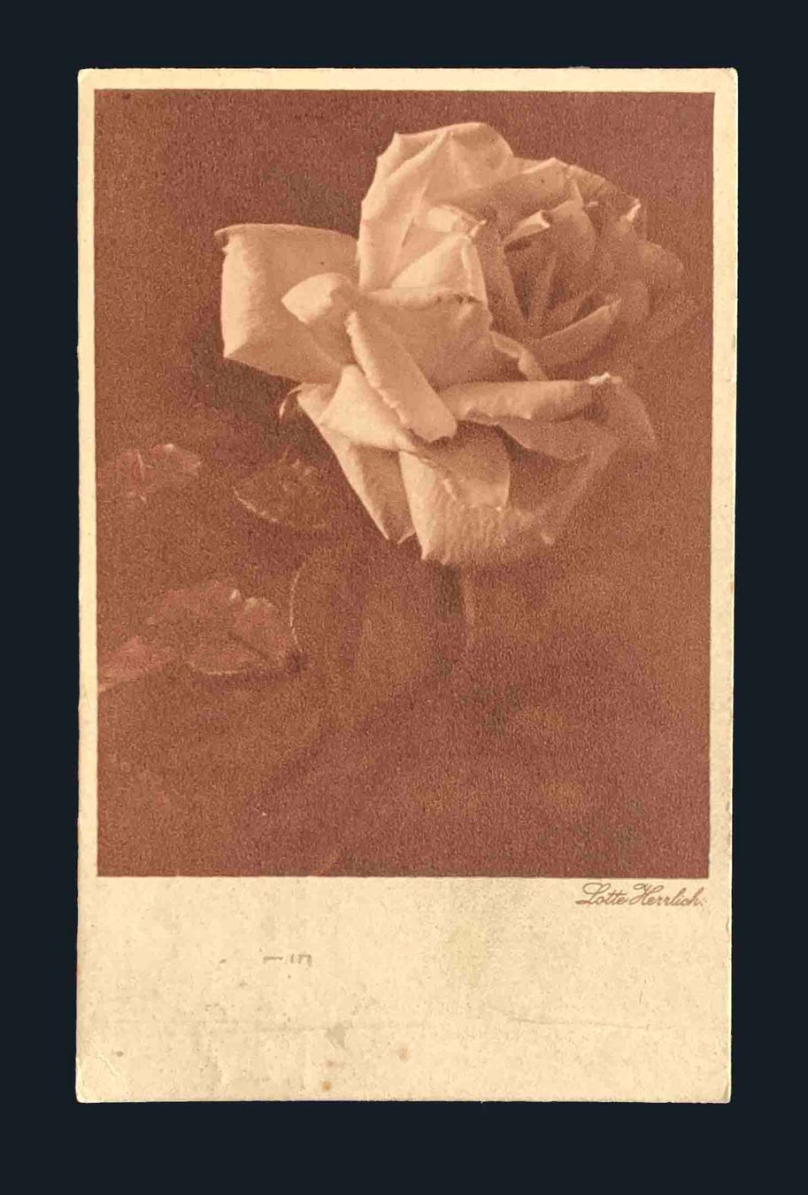 Cartoline postali: AK Rosen Lotte Herrlich 1936 – Usato da Goldau venduto da Balkonia09