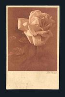 AK Rosen Lotte Herrlich 1936