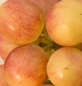 Piante & sementi: Vigne - Raisin de collection SMISHARIKI – Nuovo (secondo la descrizione) da Bremblens venduto da FIBONACCI369